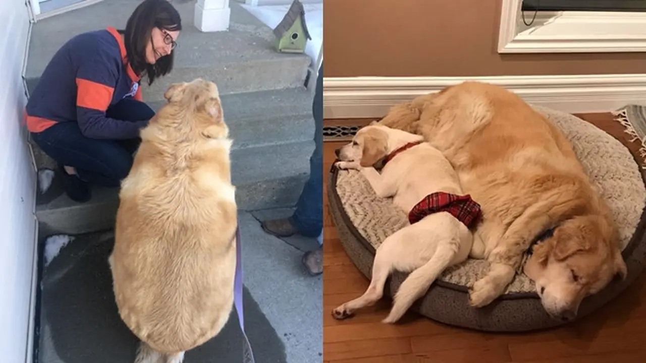Perjuangan anjing diet turun 45 kg
