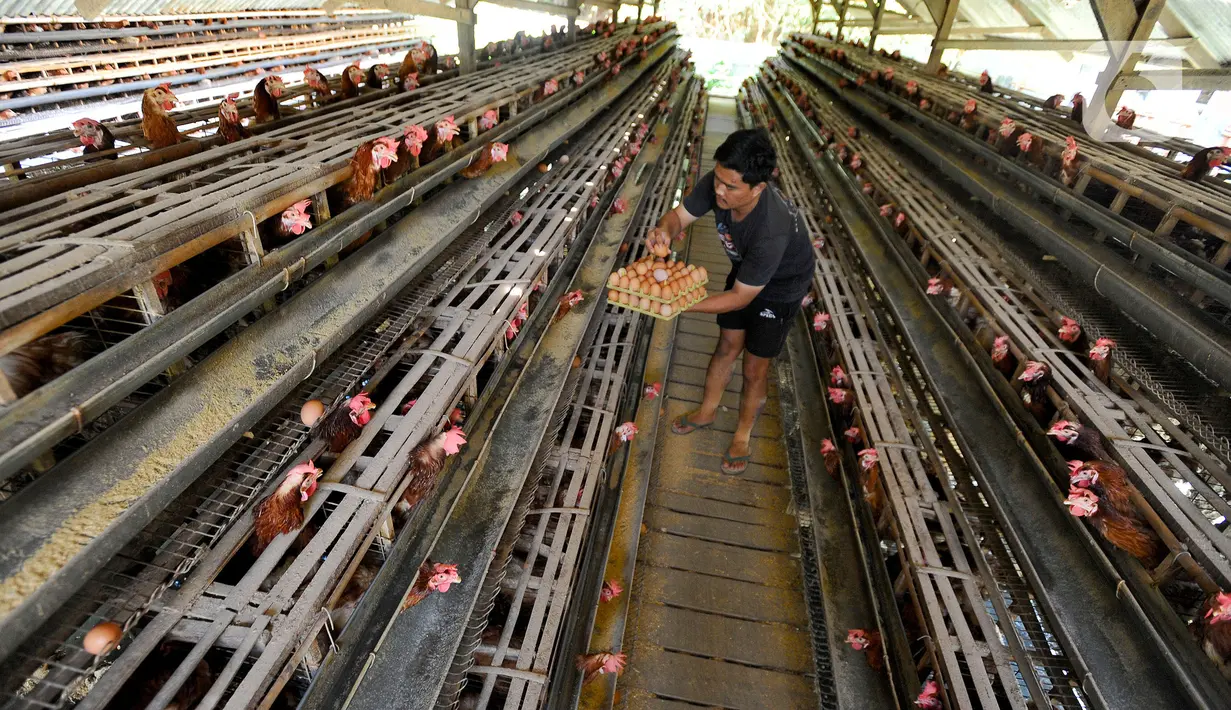 Peternak memanen telur ayam ras di peternakannya di Kampung Kebon Kopi, Pengasinan, Bogor, Kamis (15/12/2022). Menurut peternak setempat, kenaikan harga telur di tingkat peternak disebabkan tingginya permintaan pasar jelang perayaan Natal dan Tahun Baru. (merdeka.com/Arie Basuki)