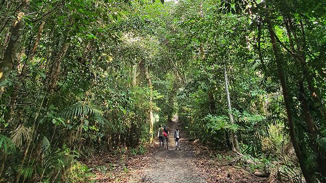 MacRitchie Nature Trail