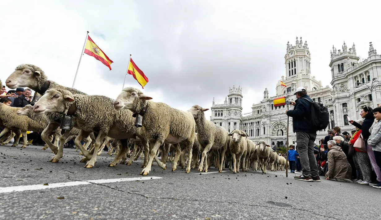 Pengembala menggiring ribuan ternak mereka menuju pusat kota Madrid pada Minggu (20/10/2019). Sekitar 2.000 domba digiring ke jalan-jalan di pusat kota Madri untuk melindungi hak menggembala, migrasi dan menggiring ternak yang semakin terancam oleh perluasan permukiman. (OSCAR DEL POZO / AFP)