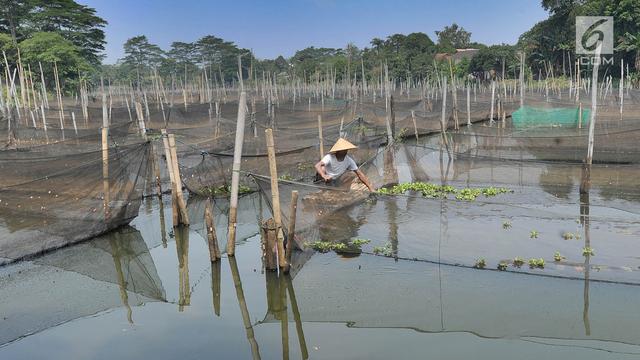 Peternak Ikan Hias
