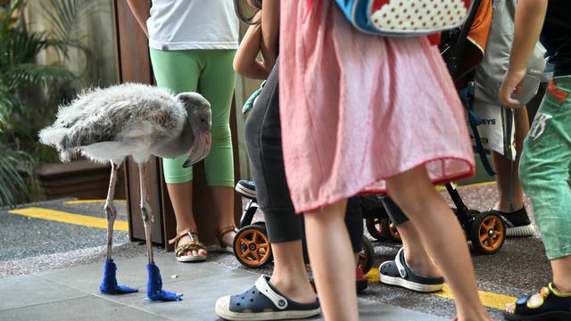 Flamingo Lucu Pakai Sepatu Biru