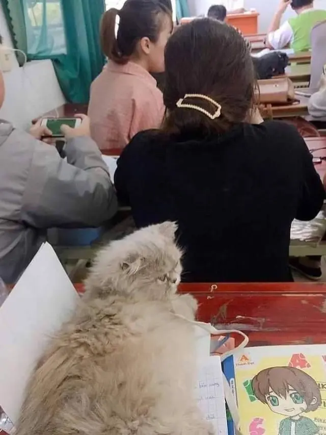 10 Kelakuan Kocak Kucing Bila Sedang di Dalam Kelas, Bikin Ketawa