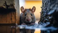 Sama-Sama Ditularkan oleh Tikus, Ini Beda Hantavirus dan Leptospirosis