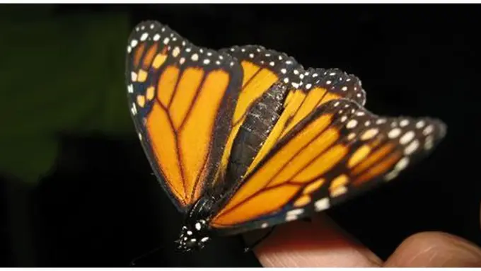 Foto: copyright tripadvisor.com