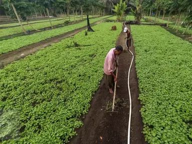 Petani membersihkan rumput di ladang sayur bayam, di area konsesi tanaman kehidupan Desa Pinang Sebatang, Kecamatan Tualang, Riau, Minggu (17/7). Area seluas 770 hektar meningkatkan perekonomian masyarakat setempat. (Liputan6.com/Fery Pradolo)