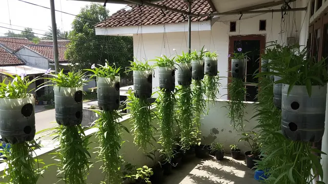 Ide Kebun Kangkung untuk Rumah Type 36 yang Bisa Buat Sambilan