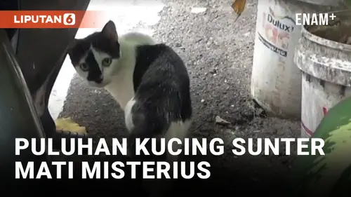 VIDEO: Puluhan Kucing di Sunter Agung Mati Mendadak
