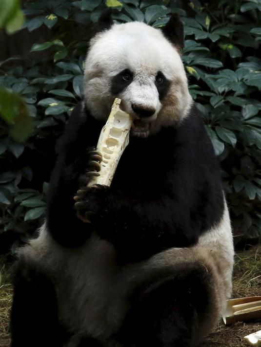Panda bernama Jia Jia sedang memakan sebatang bambu pada acara ulang tahunnyadi Hong Kong Ocean Park, China, Selasa, (28/7/2015). Dengan usianya yang ke-37 ini, ia berumur seratus tahun umur manusia. (REUTERS/Bobby Yip)
