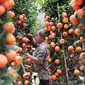 Seorang pedagang berada di kebun jeruk jenis Kumquat dan Chusa yang di impor dari Cina di Jakarta, Rabu (27/1). Permintaan Jeruk asal Cina tersebut meningkat 100 % menjelang imlek. (Liputan6.com/Angga Yuniar)