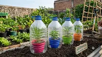 7 Cara Membuat Greenhouse Mini dari Botol Plastik, Praktis Lindungi Tanaman