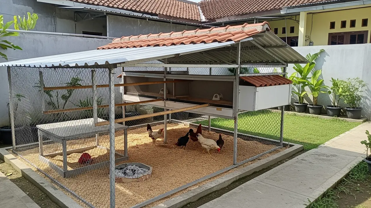 9 Model Kandang Ayam Rumahan yang Tidak Bau dan Mudah Dibersihkan, Beternak Higienis