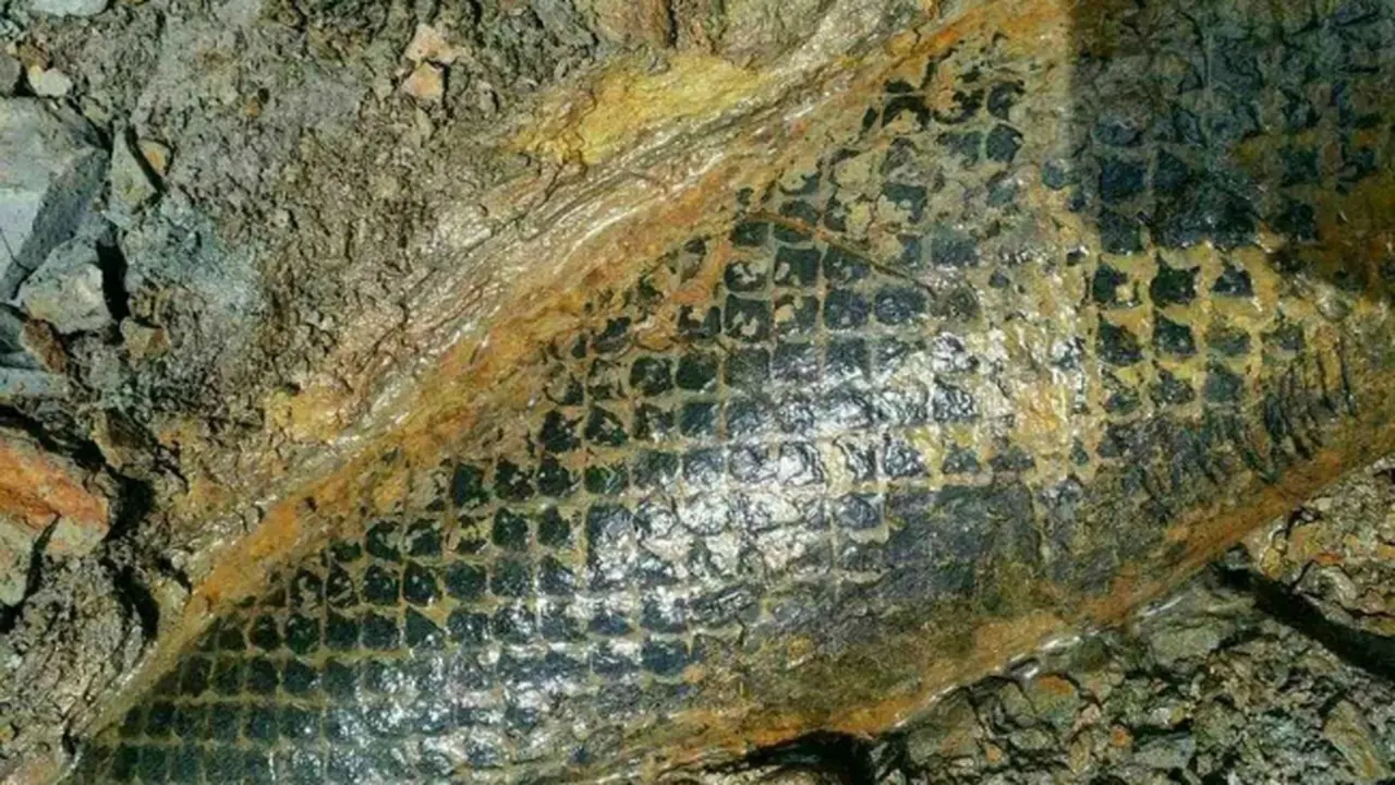 Fosil naga (0)