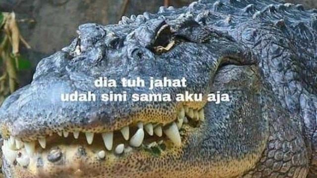 7 Meme Rayuan Gombal Buaya Darat, Bikin Senyum Kecut - Citizen6 Liputan6.com