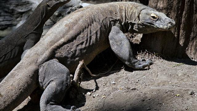 6 Hewan Purba yang Masih Hidup di Indonesia