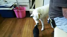 Tidak biasanya seekor burung gagak menyuapi makanan kepada seekor anjing dan kucing. Biasanya kucing sangat memusuhi burung itu.