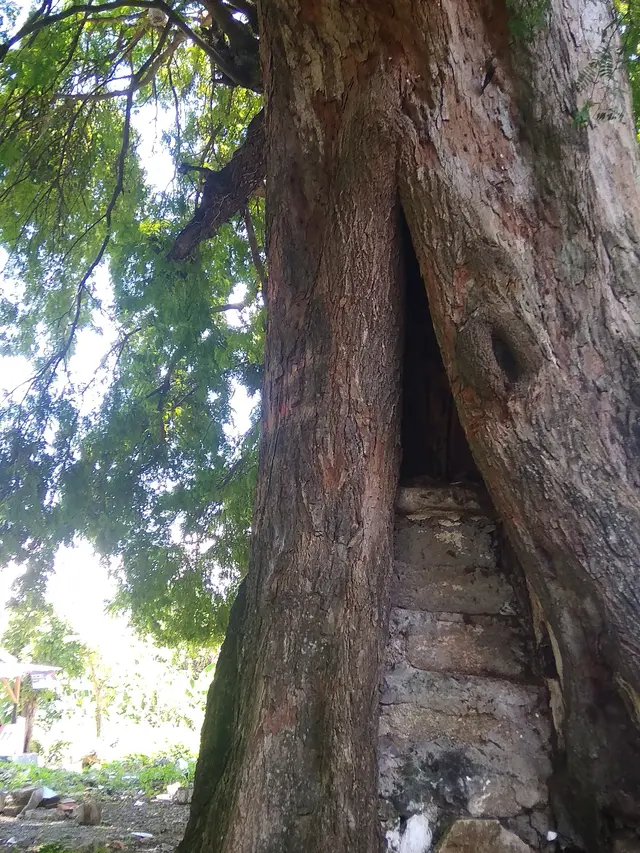 Pohon asam