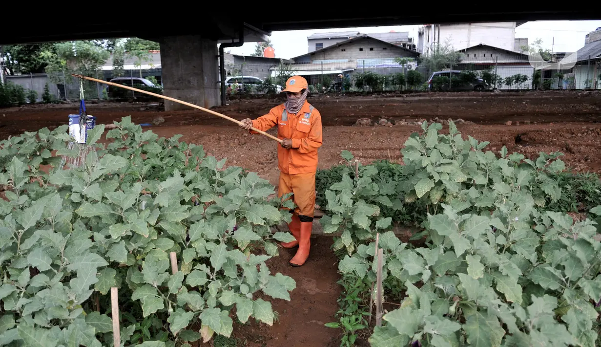 Harun (50) saat merawat kebun sayur di pinggir Jalan Tol Becakayu, Jakarta, Kamis (18/6/2020). Selepas aktivitas, Harun rutin melakukan perawatan kebun yang hasil panennya biasa dikonsumsi sendiri atau dibeli warga setempat dengan harga seikhlasnya. (merdeka.com/Iqbal S. Nugroho)