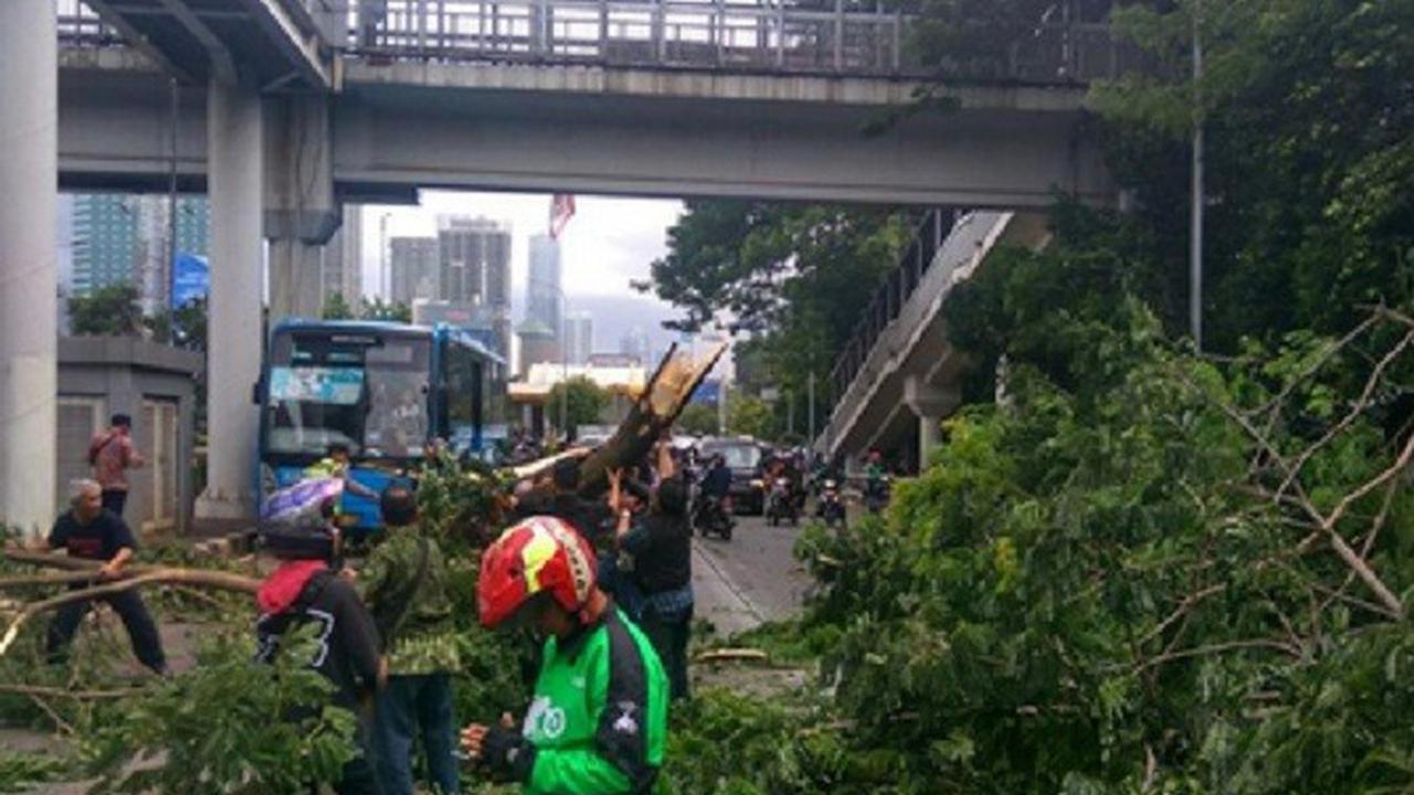 Pohon Tumbang Jakarta