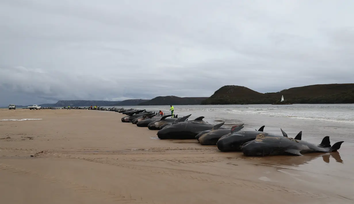 Personel layanan satwa liar negara bagian Tasmania memeriksa bangkai paus pilot, berjumlah hampir 200, setelah mereka ditemukan terdampar pada hari sebelumnya di Macquarie Heads di pantai barat Tasmania, pada 23 September 2022. Hampir 200 paus telah mati di tempat terbuka, pantai yang disapu ombak di pantai barat Tasmania yang terjal, penyelamat Australia hanya dapat menyelamatkan beberapa lusin paus yang selamat pada 22 September. (AFP/Glenn Nicholls)