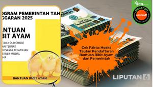 Cek fakta tautan pendaftaran bantuan bibit ayam dari Kementan