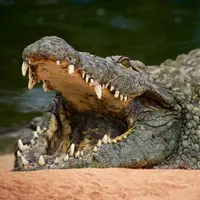 Ilustrasi Buaya/https://unsplash.com/Thomas Couillard