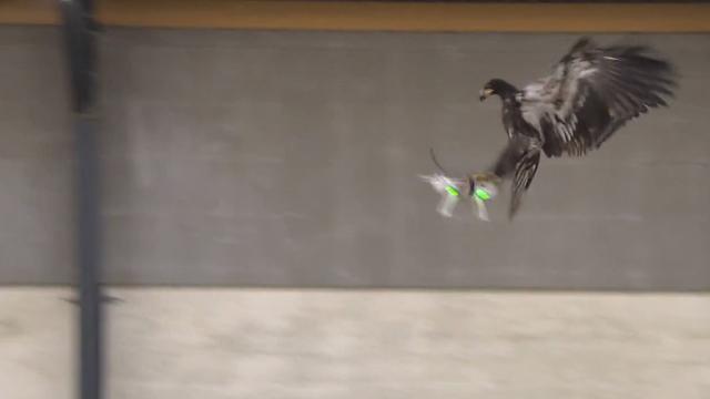 Unduh 460 Koleksi Gambar Elang Yg Mudah Ditiru Terbaik Gratis