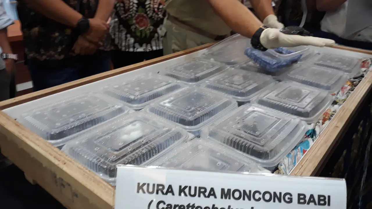Ratusan ekor anak kura-kura moncong babi asal Papua, diamankan setelah sebelumnya berhasil diselundupkan ke Hong Kong.