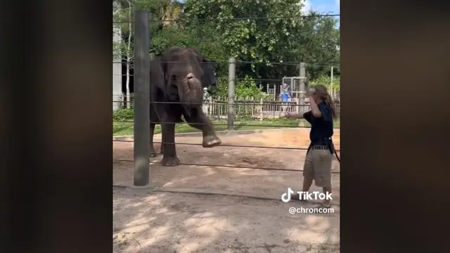 Aksi Gajah Kebun Binatang Praktikkan Gerakan Yoga, Tak Kalah Fleksibel dari Manusia