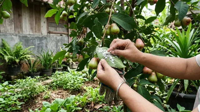 Cara Membasmi Kutu Putih pada Tanaman Buah Secara Alami