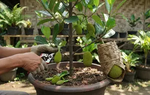 6 Cara Membuat Pohon Nangka Pendek Tapi Cepat Berbuah, Panduan Praktis dan Efektif