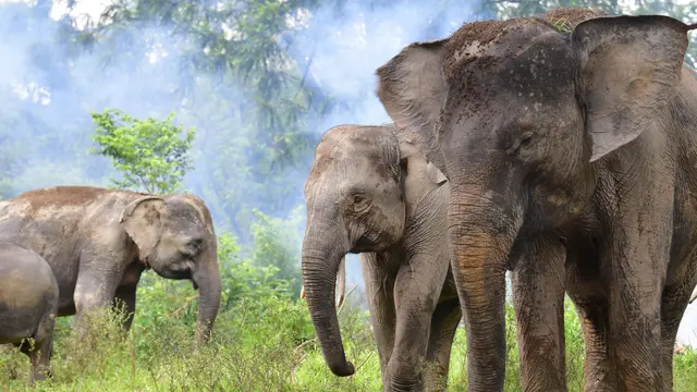 Gajah Sumatera