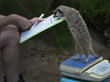 Frank si Meerkat ditimbang dalam acara Penimbangan Tahunan Kebun Binatang London, di London, Kamis, 24 Agustus 2023. (AP Photo/Kirsty Wigglesworth)