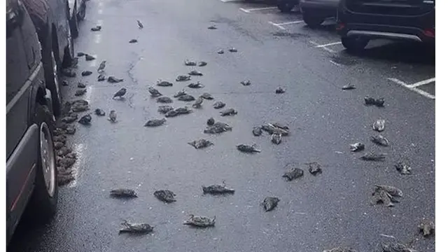 Ratusan Burung Mati Mendadak Secara Misterius di Sekitar Rumah Sakit Jadi Sorotan