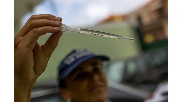 Vektor penular Zika sama dengan demam berdarah dengue dan chikungunya. Mengenai gejala yang ditimbulkan pun mirip dengan ketiga penyakit tersebut. 