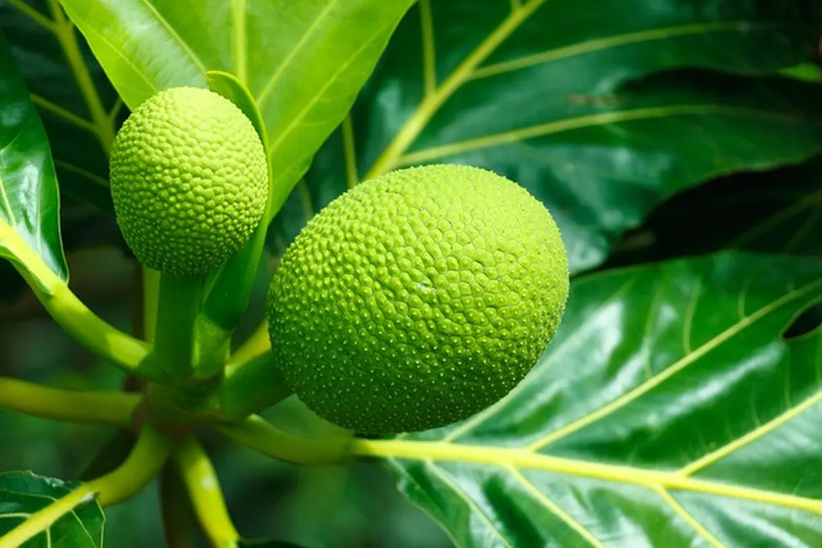 Pakar: Sukun Layak Sandang Predikat Superfood