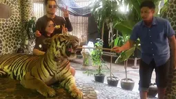 Pengunjung berpose dengan harimau yang wajahnya ditusuk dengan tongkat kayu di kebun binatang Pattaya, Thailand, Kamis (21/12). Aksi petugas kebun binatang itu menuai kritik dari jutaan netizen. (EDWIN WIEK/WILDLIFE FRIENDS FOUNDATION THAILAND/AFP)