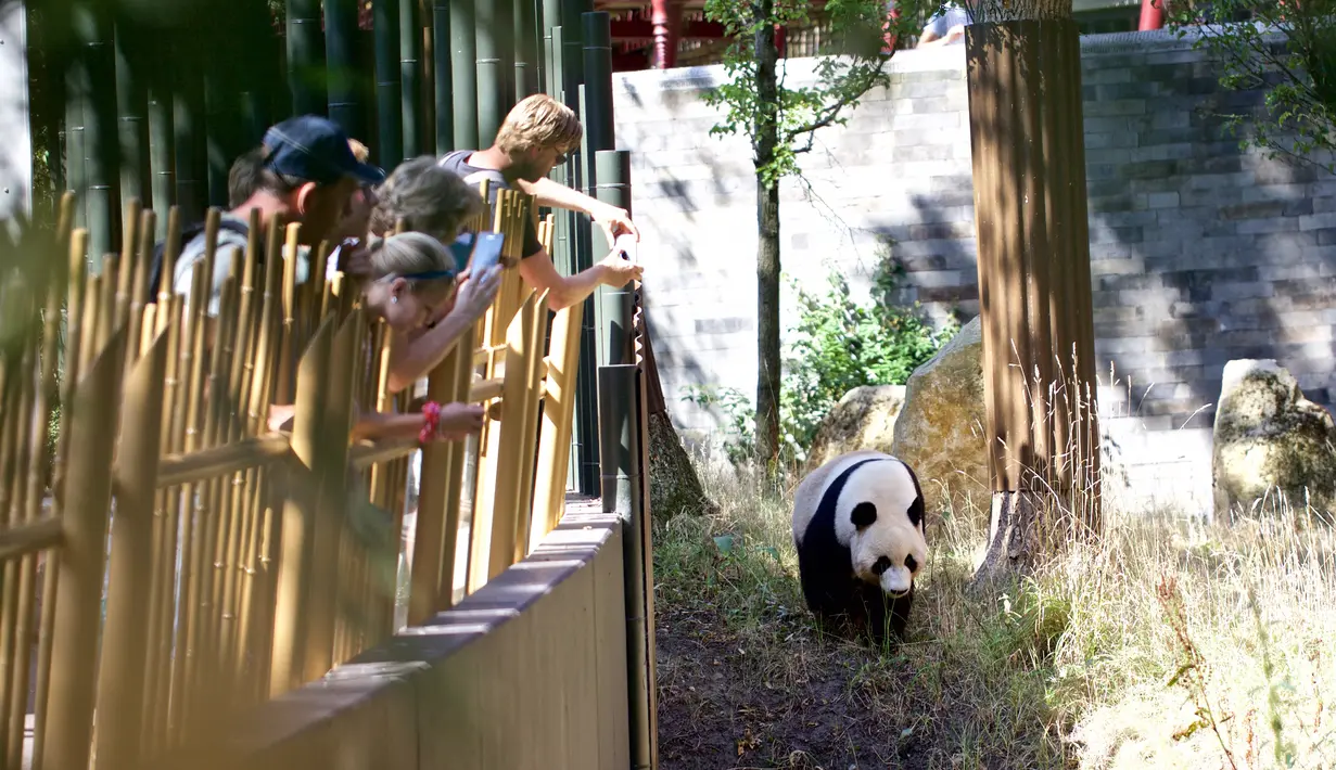 Xing Ya, ayah dari anak panda raksasa Fan Xing, terlihat di Kebun Binatang Ouwehands, Rhenen, Belanda, Jumat (14/8/2020). Anak panda raksasa yang lahir pada 1 Mei di Kebun Binatang Ouwehands Belanda itu dinamai Fan Xing. (Xinhua/Sylvia Lederer)