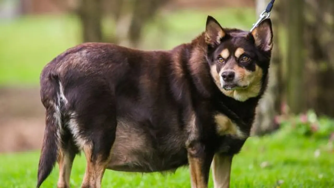 Anjing Tergemuk Ini Berhasil Turunkan Berat Badan