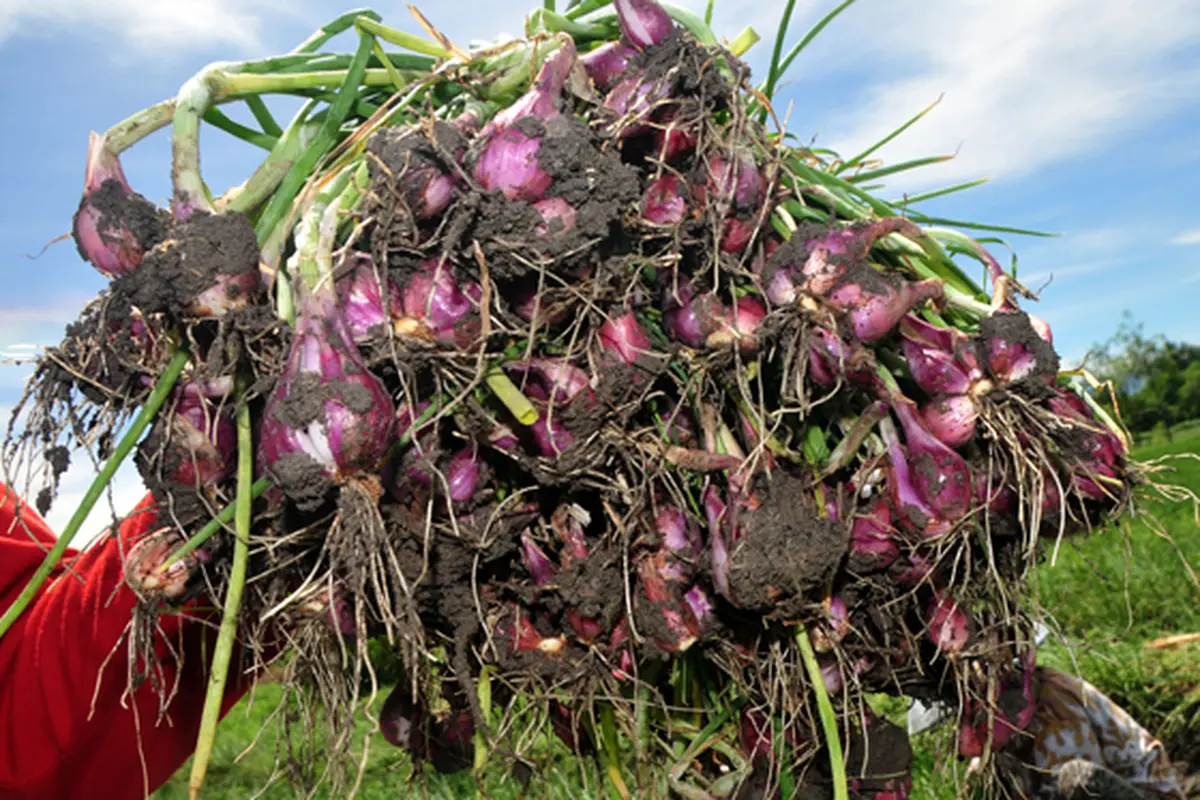 Cuaca Buruk, Harga Bawang Anjlok