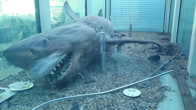 Kisah Tragis Hiu Putih yang Mati dan Ditinggalkan di Taman Margasatwa Terbengkalai