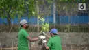 Pekerja melakukan penanam bibit Mangrove jenis Rhizopora Mucronata di Kawasan PT Karya Citra Nusantara  (KCN) Marunda, Cilincing Jakarta Jumat (3/6/2022). Sepanjang 1100 meter tahap dua untuk menanam mangrove di kawasan tersebut, sebagai komitmen kepedulian terhadap lingkungan laut terutama pesisir Utara Jakarta. (merdeka.com/Imam Buhori)