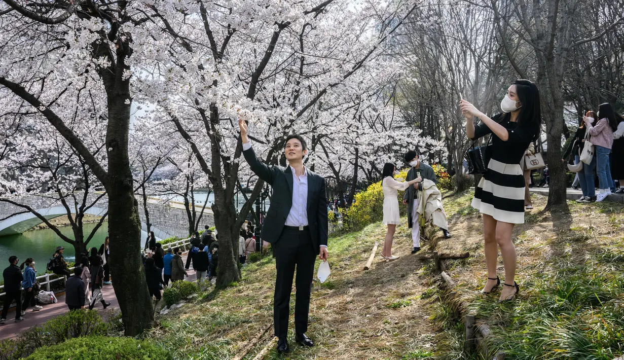 Seorang pria berpose untuk foto di sebelah pohon sakura di Seoul, Korea Selatan, pada 6 April 2022. Musim semi telah tiba, saatnya berburu bunga sakura yang bermekaran. (ANTHONY WALLACE / AFP)