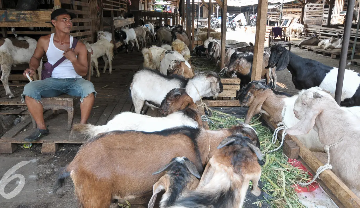 Pedagang kambing menunggu pembeli hewan kurban di kawasan Tanah Abang, Jakarta, Sabtu (3/9). Untuk harga Kambing dijual dengan harga Rp2,2-5,5 juta, sedangkan harga sapi Rp18-35 juta. (Liputan6.com/Yoppy Renato)