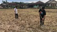 Petani saat menunjukan lahan persawahan yang terlantar akibat irigasi rusak di di Kedusunan Leuwipendeuy dan Kedusunan Padabeunghar, Desa Padabeunghar, Kecamatan Jampangtengah, Kabupaten Sukabumi. (Liputa6.com/Fira Syahrin).