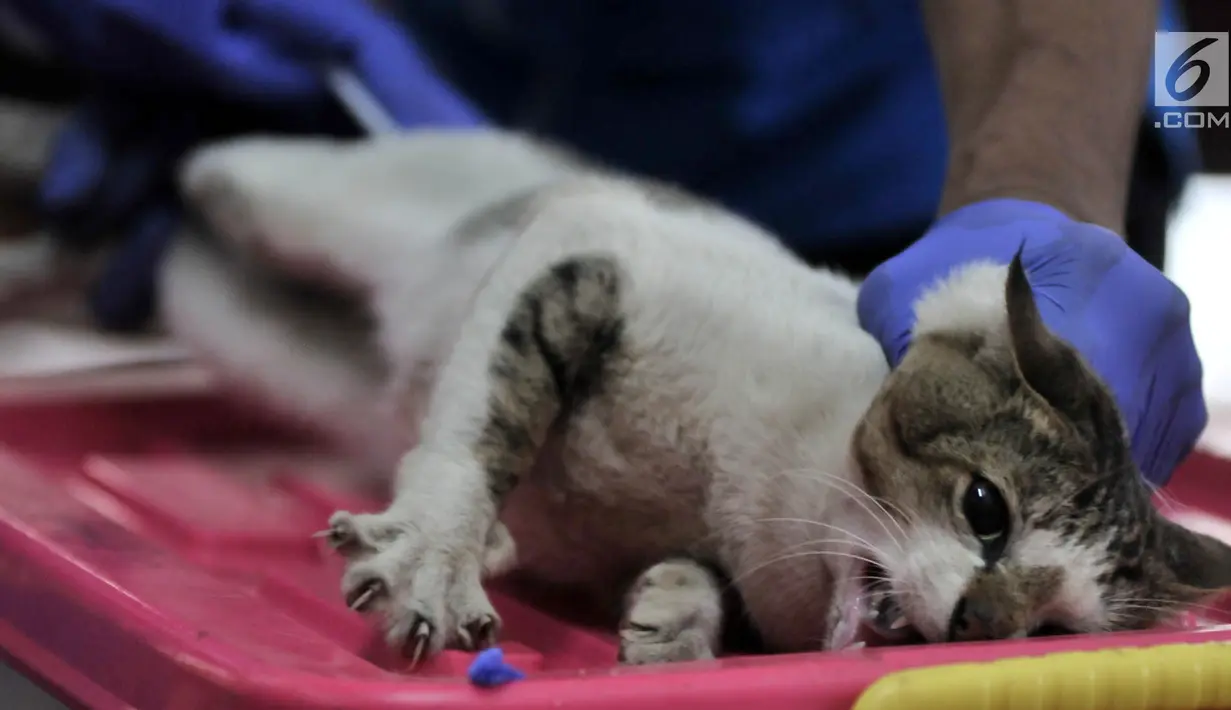 Dokter dari Pusat Pelayanan Kesehatan Hewan dan Peternakan KPKP saat operasi kebiri kucing di Kantor Kecamatan Duren Sawit, Jakarta, Rabu (27/2). Sebanyak 130 ekor kucing jantan lokal peliharaan warga dikebiri. (Merdeka.com/Iqbal S. Nugroho)