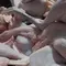 Ayam Kampung Lebih Sehat dari Broiler? Ahli Ungkap Beda Kandungan Gizinya