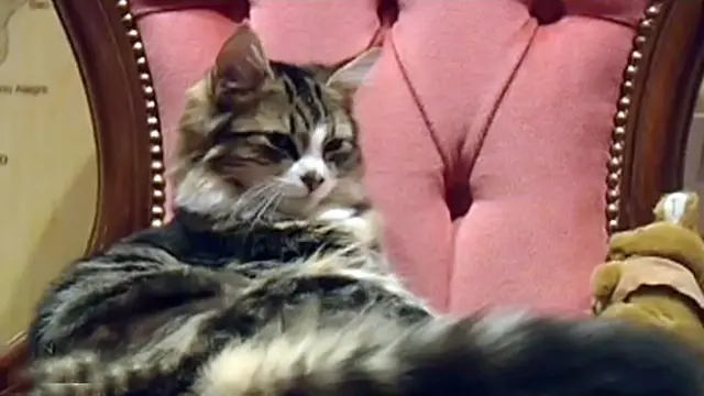 Cafe Kucing Hadir di London