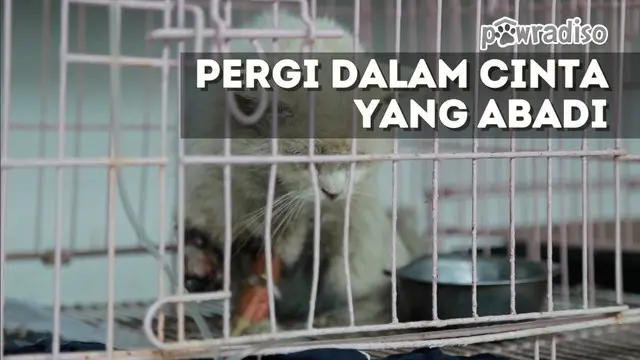 Kucing ini ditemukan warga Pasar Lokomotif, Jatinegara, Jakarta Timur. Kaki depannya putus, dan tergeletak lemah. 