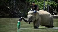 Gajah betina Sumatra menyentuh pengunjung saat mandi di sungai di Conservation Respons Unit (CRU) Sampoiniet, Aceh, Minggu (7/6/2020). Memasuki masa new normal pencegahan COVID-19, CRU Sampoiniet kembali membuka wisata konservasi meski membatasi jumlah kunjungan wisatawan. (CHAIDEER MAHYUDDIN/AFP)